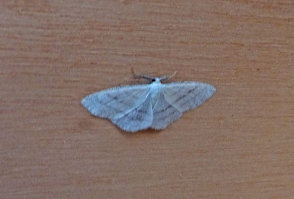 Cabera pusaria - Witte grijsbandspanner