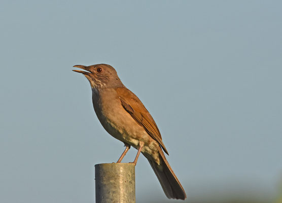 Pale-breasted Thrush
