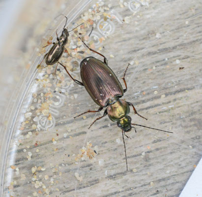 Agomum muelleri - Grassnelloper