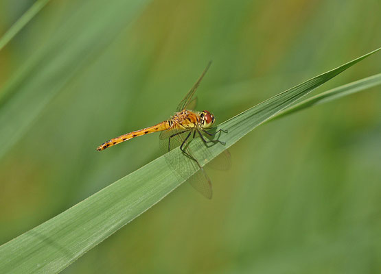 Kempense heidelibel