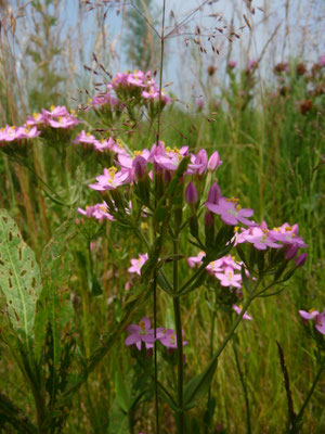 Centaurium erythraea - Echt duizendguldenkruid