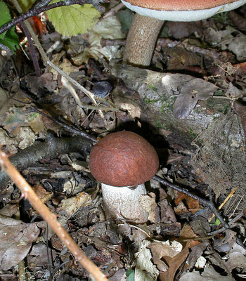 Leccinum aurantiacum - Rosse populierboleet