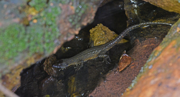 Red Neusticurus - Neusticurus rudus