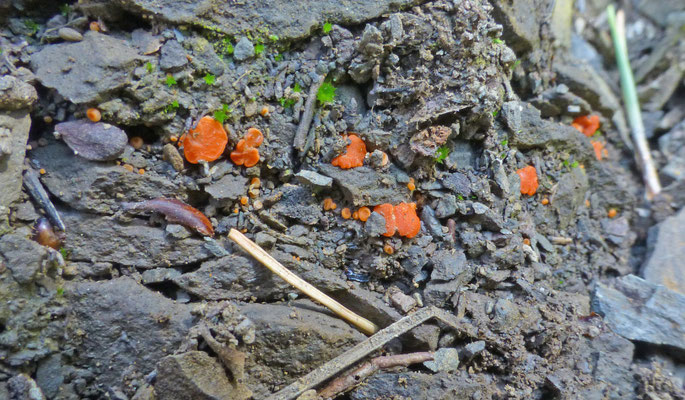 Pulvinula convexella ss. lato - moskussentjes