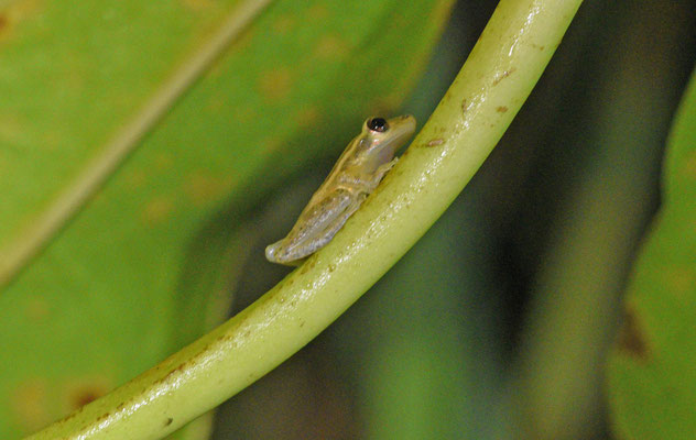 Scinax ruber