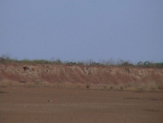 Lanner Falcon