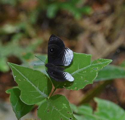 Semomesia capanea