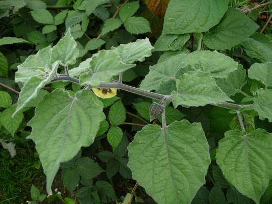 Physalis peruviana - Goudbes
