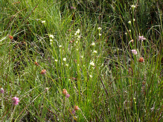 Rhynchospora alba - Witte snavelbies