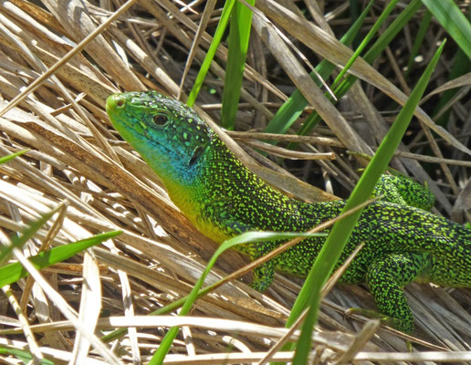 Lacerta bilineata