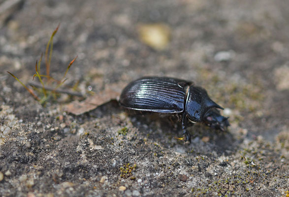 Ceratophyus hoffmannseggi