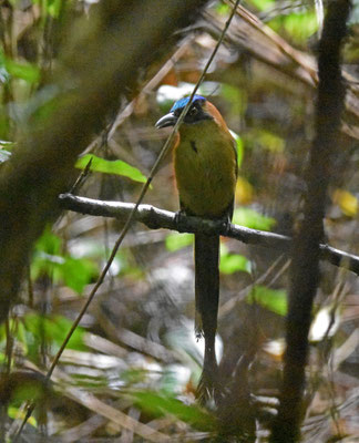 Amazonian Motmot