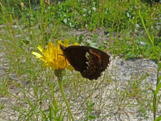 Boserebia