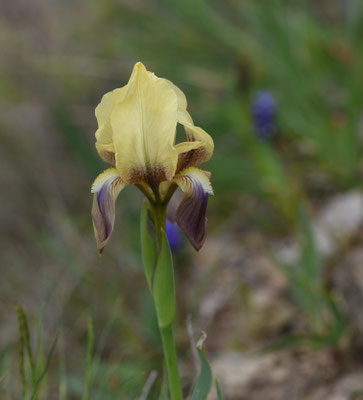 Iris suaveolens