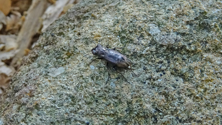 Notiophilus biguttatus