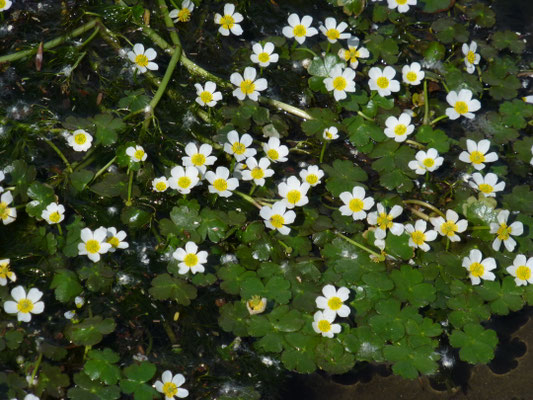 Ranunculus peltatus - Gewone of Grote waterranonkel