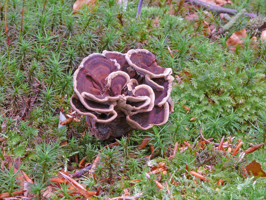 Coltricia perennis - Echte tolzwam