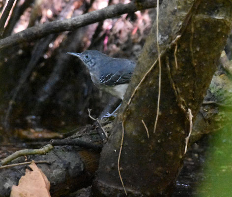 Silvered Antbird