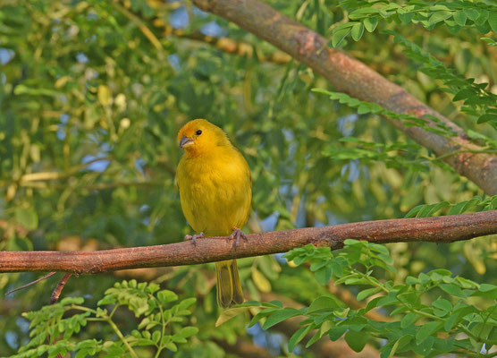 Saffron Finch