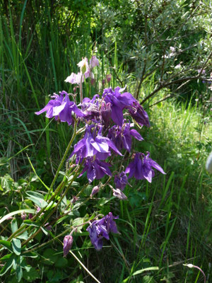 Aquilegia vulgaris -Wilde akelei