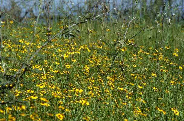 Ratibida columnaris - Mexican Hat