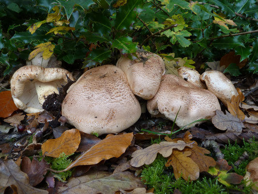 Tricholoma acerbum - Krulzoomridderzwam