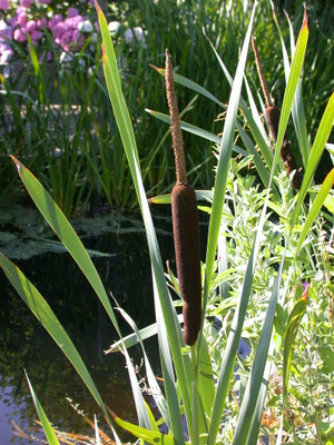 Typha latifolia - Grote lisdodde