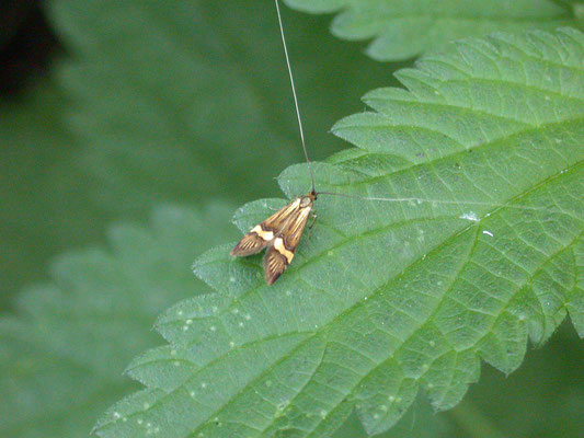 Nemophora degeerella - Geelbandlangsprietmot