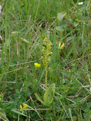 Neottia ovata - Grote keverorchis