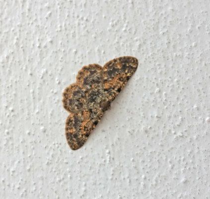 Charissa mucidaria