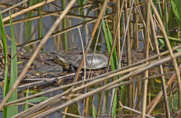 Europese Moerasschildpad
