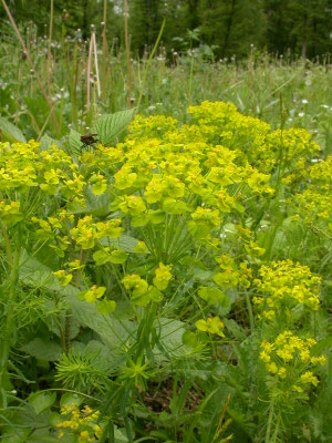 heksenmelk (Euphorbia esula)