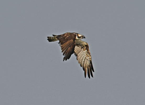 Pandion haliaetus - Osprey