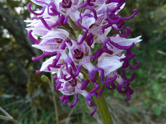 Orchis simia