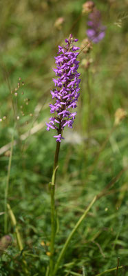 Grote muggenorchis