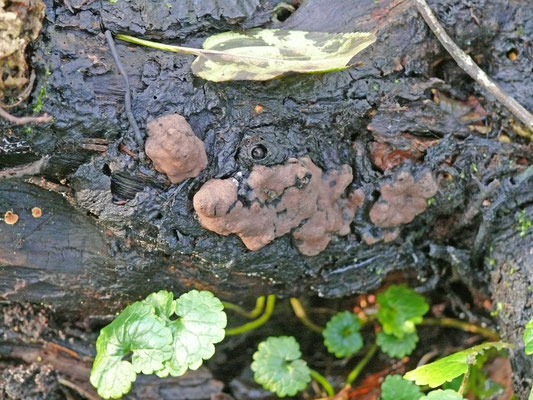 Hypocrea rufa - Rossige kussentjeszwam