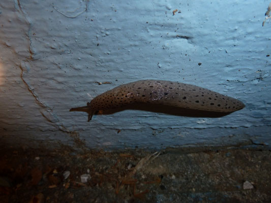 Milax rusticus
