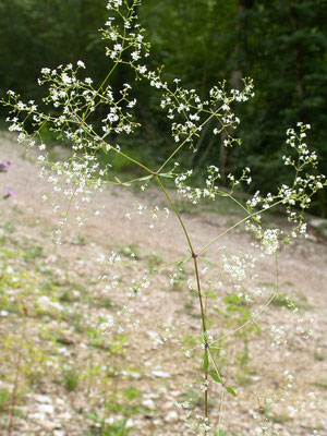 Galium sylvaticum - Boswalstro