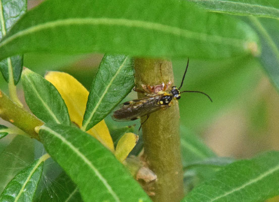 Tenthredopsis spec