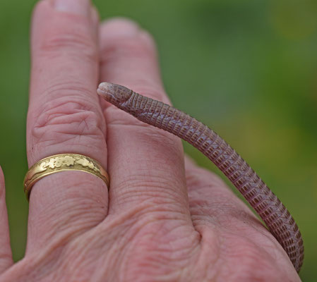 Zuidwest-Iberische Wormhagedis