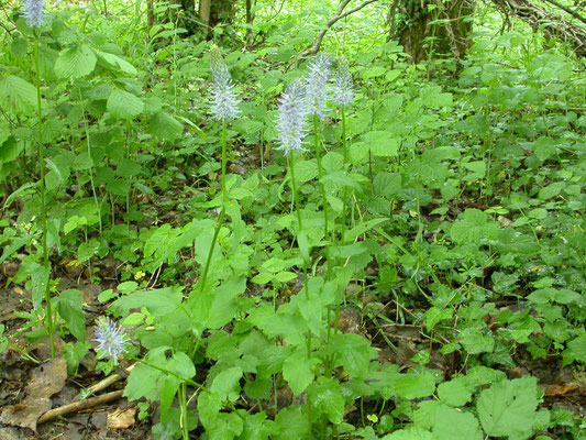 Phyteuma spicatum nigrum - Zwartblauwe rapunzel