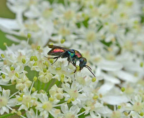 Hedychrum rutilans 