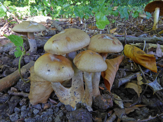 Cortinarius anomalus - Vaaggegordelde gordijnzwam