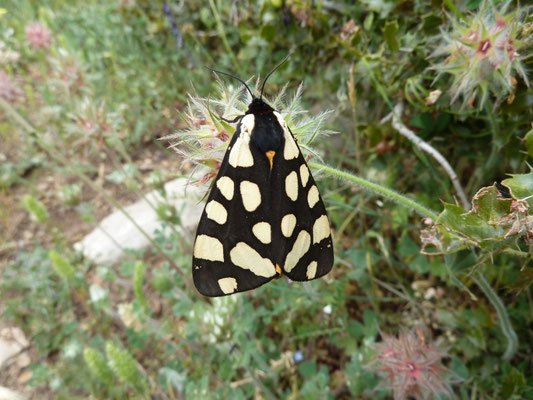 Arctia villica