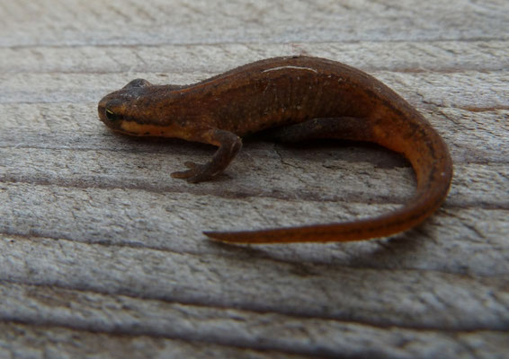 Lissotriton vulgaris graecus