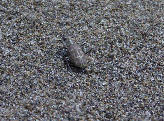 Eugrapha trisignata