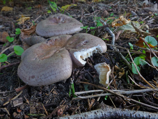 Lactarius circellatus - Haagbeukmelkzwam
