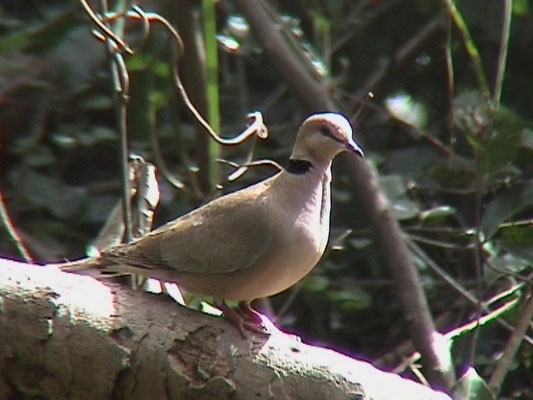 Streptopelia vinacea - Vinaceous Dove