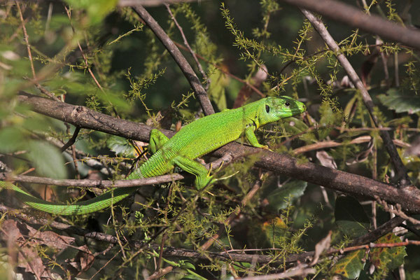 Westelijke smaragdhagedis (Lacerta bilineata), foto Ruud