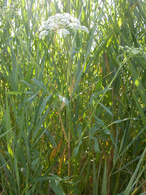 Sium latifolium - Grote watereppe